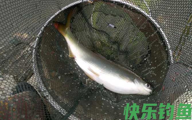 台钓能钓什么鱼？(图10)