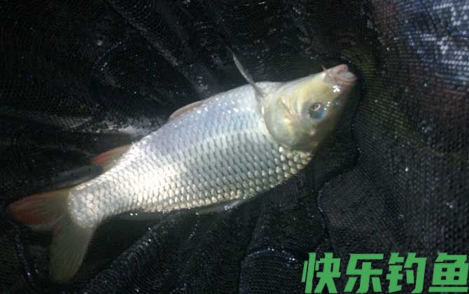 夜钓什么时间段好钓？(图1)