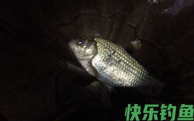 夜钓什么时间段好钓？(图3)