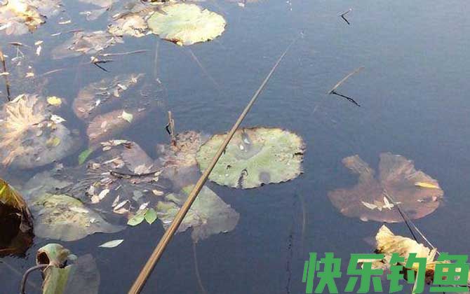 传统钓用几个钩？(图3)