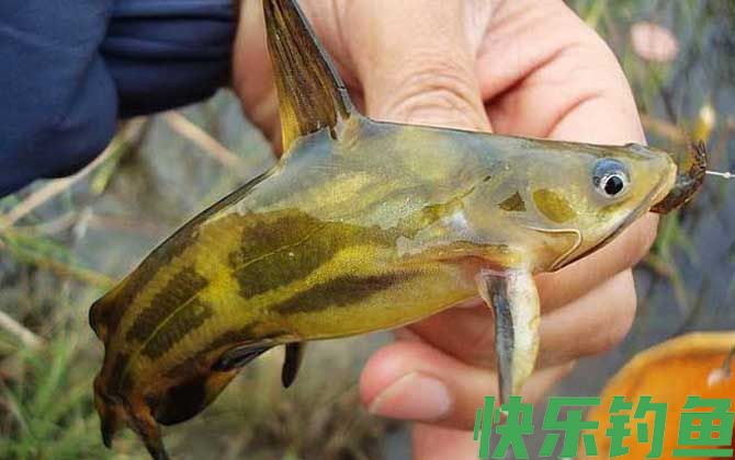 溪流钓能钓到什么鱼？(图2)