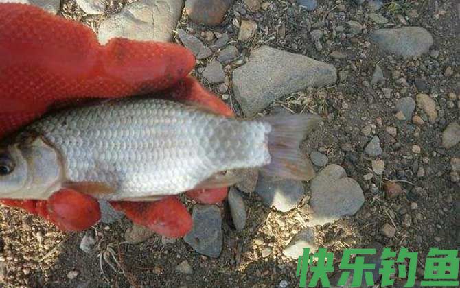 溪流钓能钓到什么鱼？(图1)