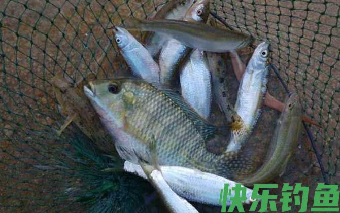 溪流钓能钓到什么鱼？(图6)