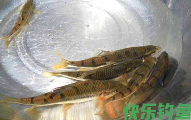 溪流钓能钓到什么鱼？(图5)
