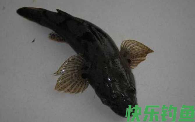 溪流钓能钓到什么鱼？(图8)