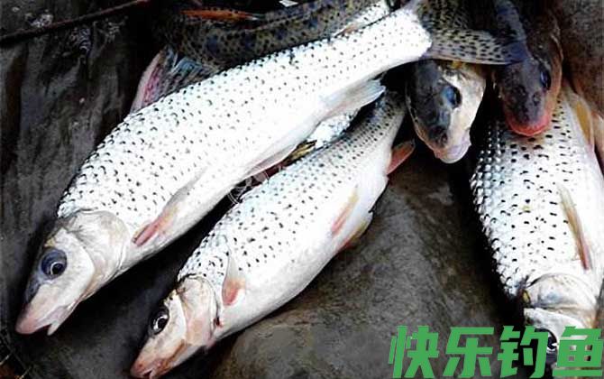 溪流钓能钓到什么鱼？(图10)