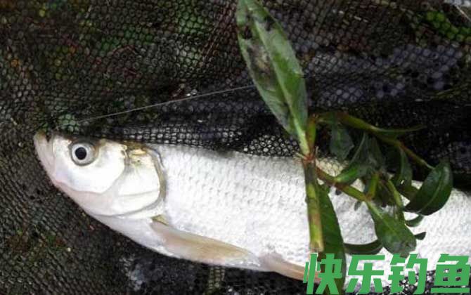 筏钓能钓什么鱼？(图1)