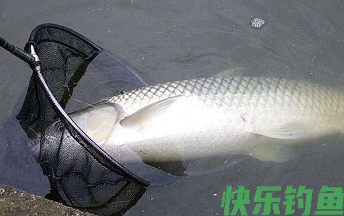 筏钓能钓什么鱼？(图4)