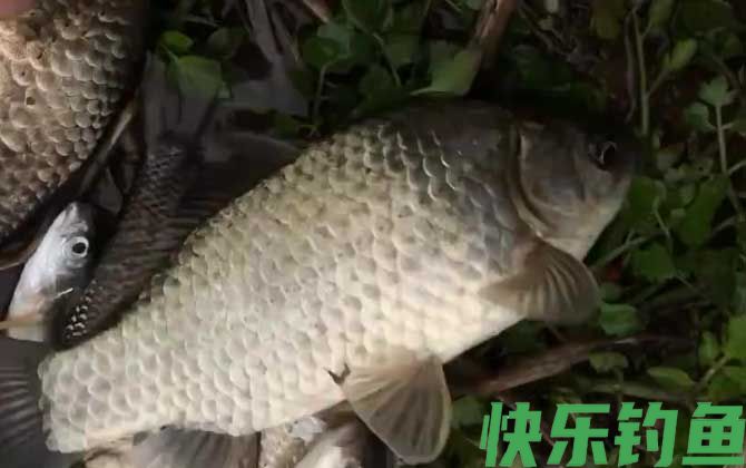 钓鲫鱼打频率是什么意思?(图4) 钓鲫鱼打频率是什么意思?(图4)