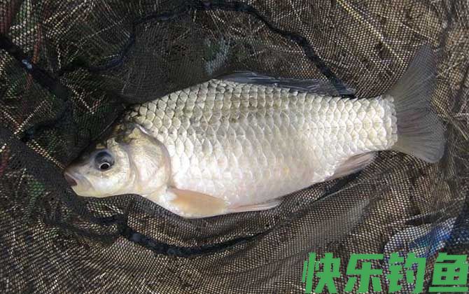 钓鲫鱼用秋田狐钩还是袖钩？(图3)
