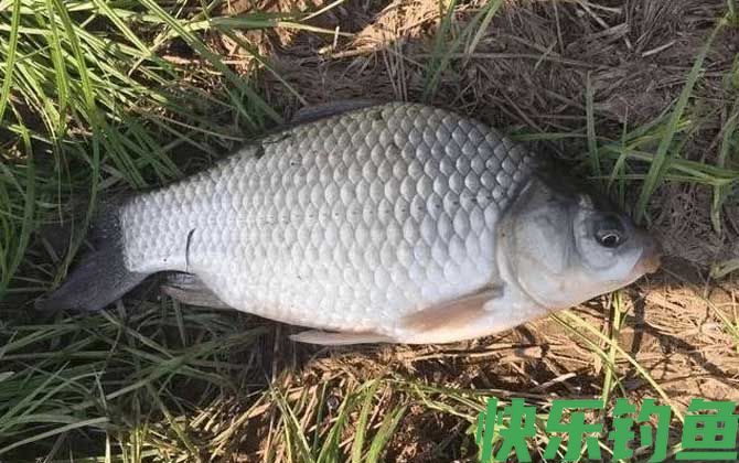 钓鲫鱼用秋田狐钩还是袖钩？(图1)