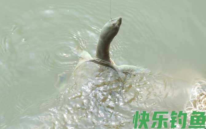 钓甲鱼用什么线最好？(图1)