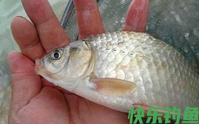 黑坑钓鲫鱼用吃铅多大的浮漂？(图4)