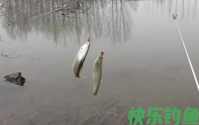 钓白条鱼钩越小越好吗？(图1)