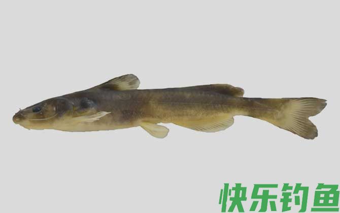 细体拟鲿是什么鱼