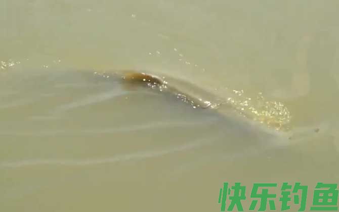 鳡鱼好吃吗
