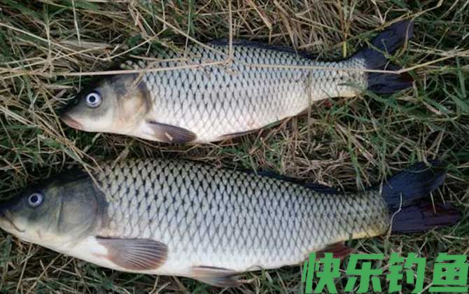 鲤鱼能长多大