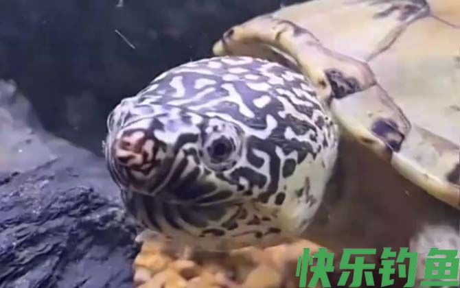 墨西哥蛋龟是什么龟