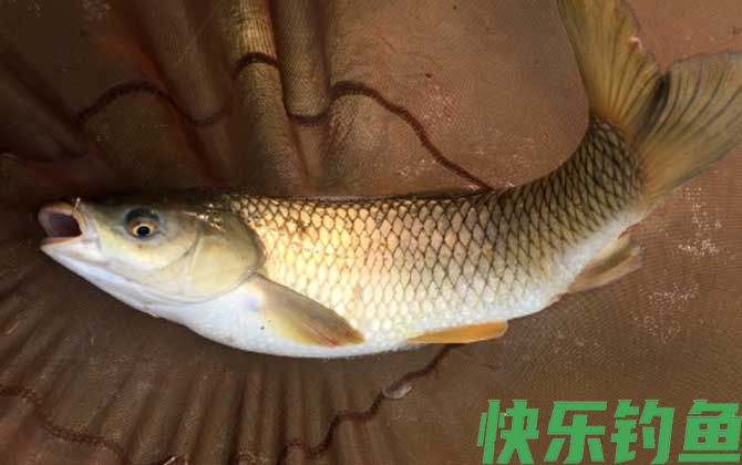 臀鳍是什么鳍