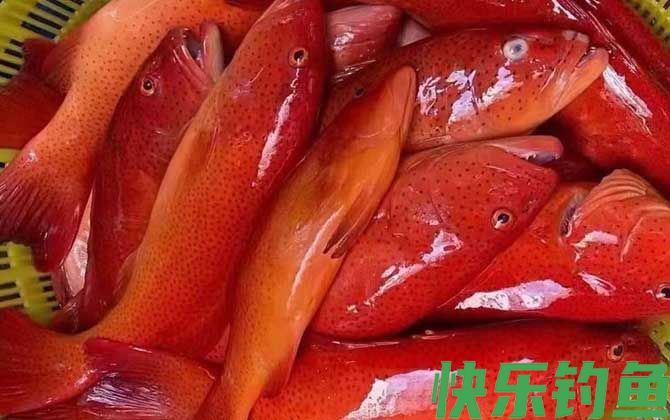 东星斑和红石斑鱼哪个档次高