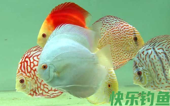 七彩神仙鱼多久繁殖一次