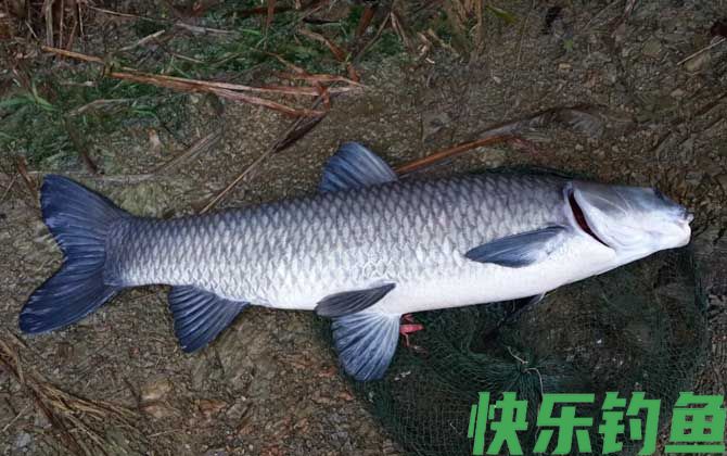 青鱼和鲅鱼有什么区别