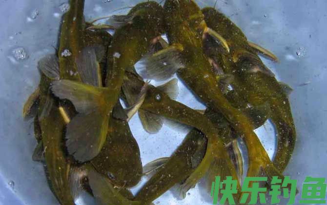 黄骨鱼和黄辣丁是一种鱼吗