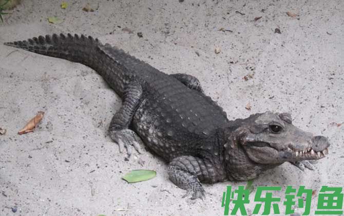 非洲侏儒鳄是什么动物