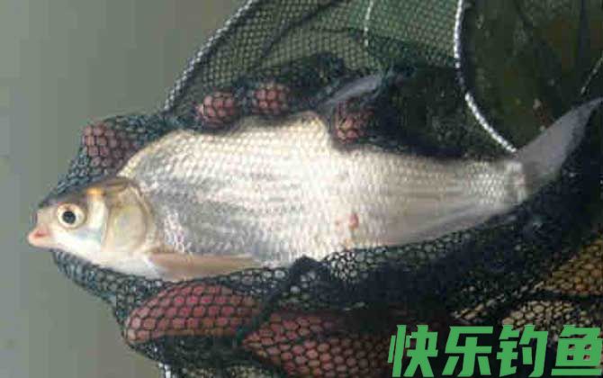 鳊鱼和鲫鱼有什么区别