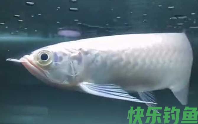 雪龙是什么鱼