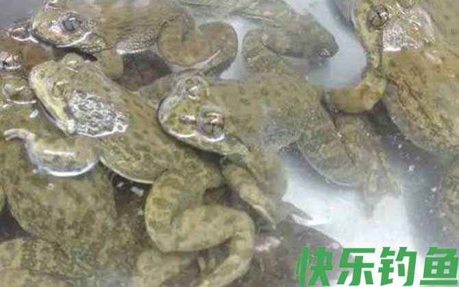 石蚌是什么动物