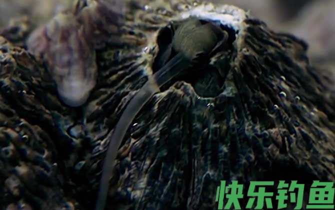 藤壶能寄生在人身上吗
