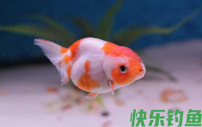 鱼的记忆真的只有7秒吗
