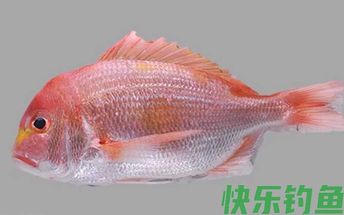 鲷鱼的鲷怎么读