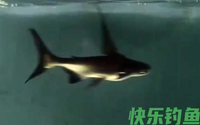 成吉思汗鲨吃什么食物