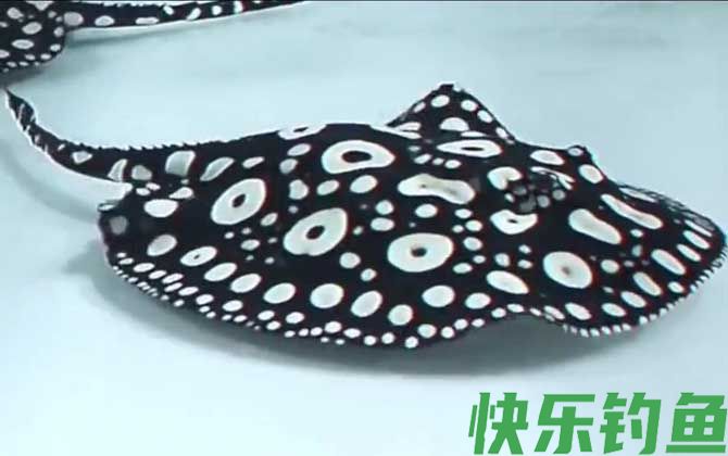 魟鱼价格多少钱一条