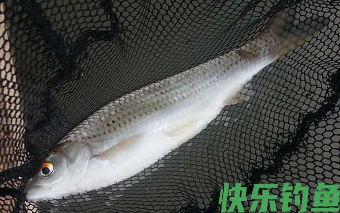 鲮鱼和鲴鱼有什么区别