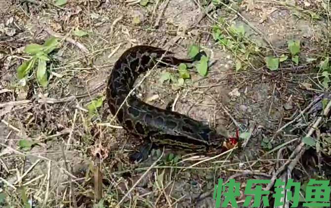 黑鱼有鳞吗