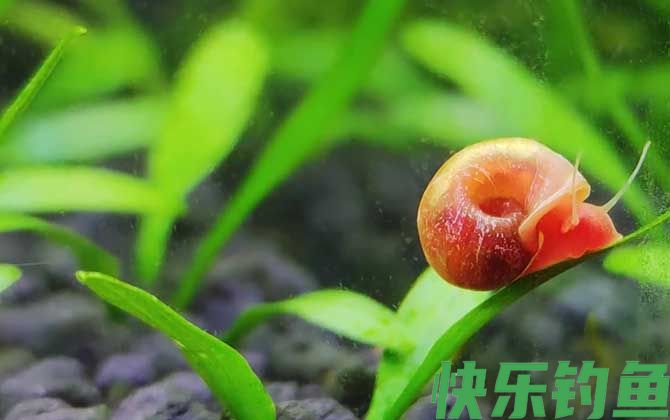 苹果螺一只可以繁殖吗