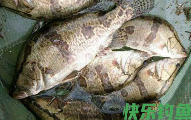 高铁能带活鱼吗