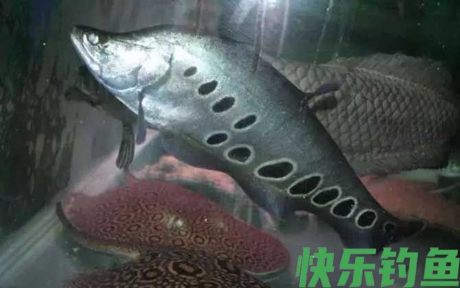 七星刀鱼是什么鱼