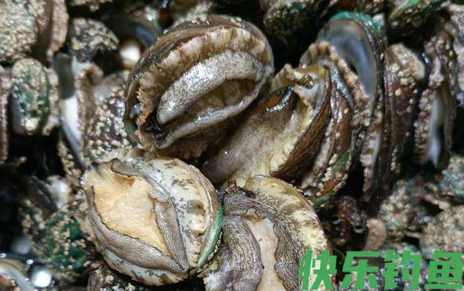 几头鲍鱼才最好