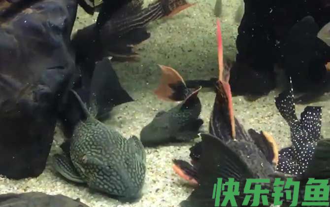 清道夫鱼吃什么食物
