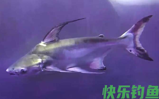 巴沙鱼价格多少钱一斤