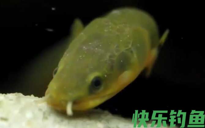 草绳恐龙鱼是什么鱼
