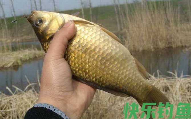 钓鲫鱼怎样选择浮漂(图3)