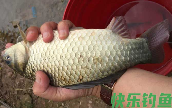 钓鲫鱼怎样选择浮漂(图1)