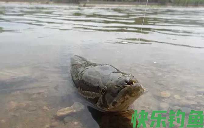 8号伊豆鱼钩适合钓什么鱼(图3)