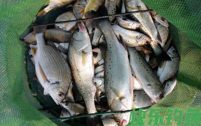 8号伊豆鱼钩适合钓什么鱼(图2)
