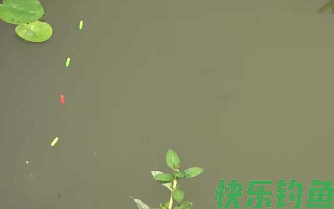 手竿野钓用什么漂好用(图4)
